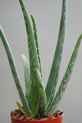 Echte Aloe Vera,üppige Pflanzen, 10,5cm Topf, ca. 30 cm Gesamthöhe (3 Pflanzen) von Kunert-Keramik