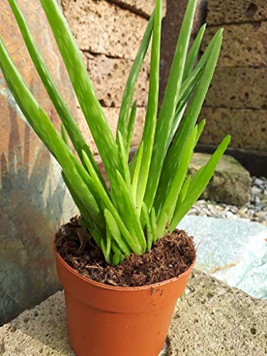 Echte Aloe Vera miller sweet,medizinisch, sehr verzweigte Pflanzen (3) von Kunert-Keramik