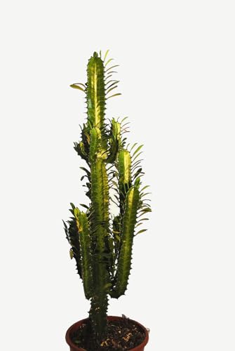 Kakteen,Euphorbia trigona,sehr große Pflanzen,17er Töpfe,55-60cm hoch von Kunert-Keramik