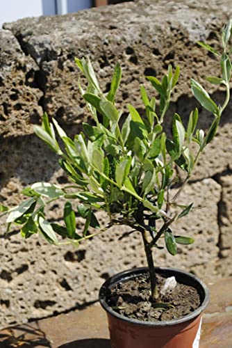 Olivenbaum,Olea Europea,Stämmchen,35cm,kräftige Pflanze von Kunert-Keramik