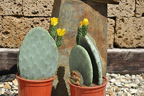 Opuntia ficus indica,Feigenkaktus,sehr Große Pflanzen,ca.40cm hoch von Kunert-Keramik