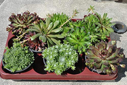 Sempervivum,Hauswurz, 8 Töpfe mit je 11cm,große üppige Pflanzen von Kunert-Keramik