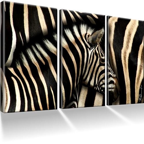Zebra & Afrika Bilder auf Leinwand mit Keilrahmen/XXL Bild/Wandbilder/Kunstdruck/Fertig gerahmt von Kunst auf Leinwand