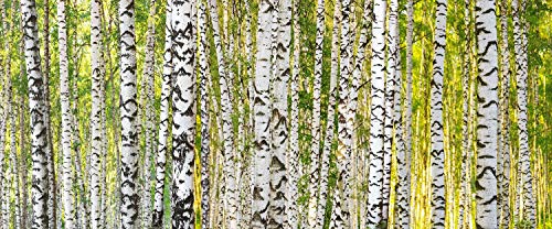 KunstLoft Tapete 'Birch Forest 1' 600x250cm Fototapete modern von KunstLoft