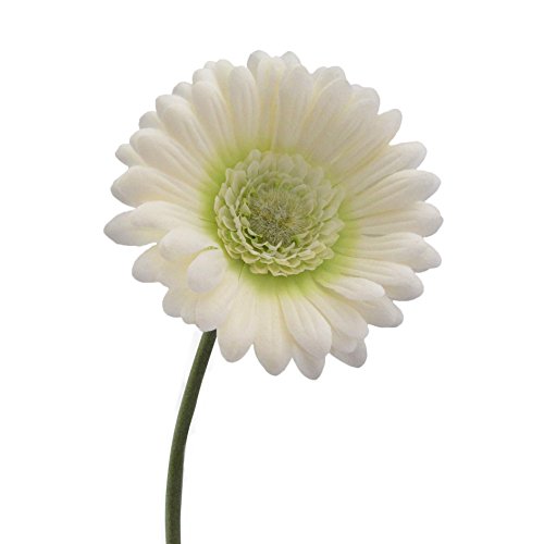 Kunstblumen Gerbera 50cm. Weiß Creme -48 von Kunstblumen