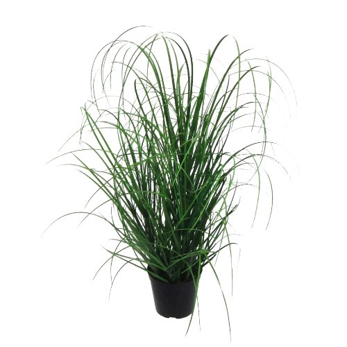 Kunstpflanze Gras, Dekogras. GRASBUSCH IM Topf. Ca 60 cm. OHNE Übertopf (2) von Kunstblumen