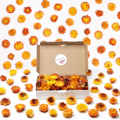Getrocknete Blumen als Frühlingsdeko und zum Kranz Basteln - Strohblumen Trockenblumen in Orange Gelb - Natürliche Streudeko - Frühling und Sommer Tischdekoration - Perfekt für Hochzeit von Kunstharz.Art