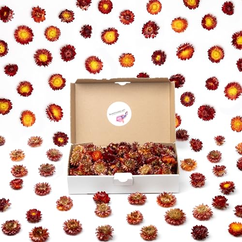 Getrocknete Blumen als Frühlingsdeko und zum Kranz Basteln - Strohblumen Trockenblumen in Rot Orange - Natürliche Streudeko - Frühling und Sommer Tischdekoration - Perfekt für Hochzeit von Kunstharz.Art