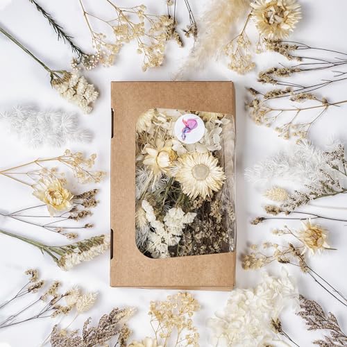 Kunstharz.Art Premium Trockenblumen zum Basteln - Vielfältige Farben, Natürlich Duftend, in Stilvoller Öko-Papierbox - Made in Germany (Weiß) von Kunstharz.Art