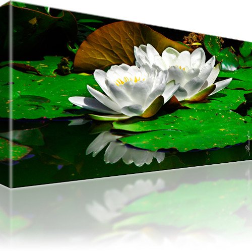 Kunstlab Leinwandbild Seerose Blume Wandbild 1-Teilig: 60x35 cm Mehrfarbig von Kunstlab