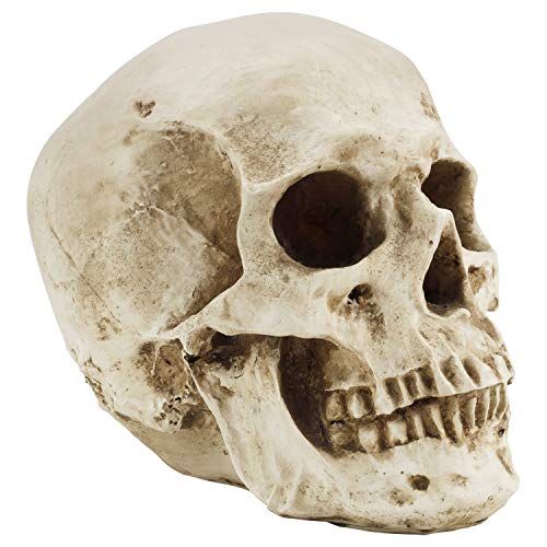 Kurtzy Totenkopf Deko Gothic Deko Menschlicher Schädel Modell L12 x W17 x H14,5 cm - Realistische Harz-Knochen Deko Schädel Anatomie - Totenkopf Deko Groß für Medizinische Lehre & Mexikanische Deko von Kurtzy