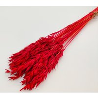 30 Stück Roter Getrockneter Haferbund | Getrocknetes Avena-Bündel Rote Getrocknete Blume Hochzeit in Rot Vasenfüller Rustikale Wohndeko von KviatArt
