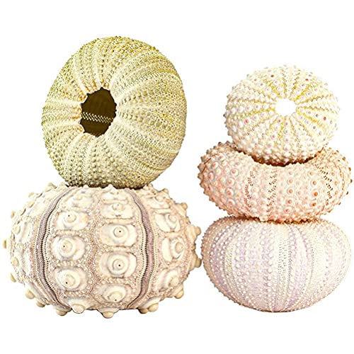 Kylewo Seeigelgehäuse Natürliche Muscheln Mittelmeer Deko Vase Filler Streudeko Nautische Dekoration Micro Landschaft Deko DIY Basteln Handwerk Projekte Kylewo Seeigelgehäuse Natürliche Muscheln Mittelmeer Deko Vase Filler Streudeko Nautische Dekoration Micro Landschaft Deko DIY Basteln Handwerk Projekte von Kylewo