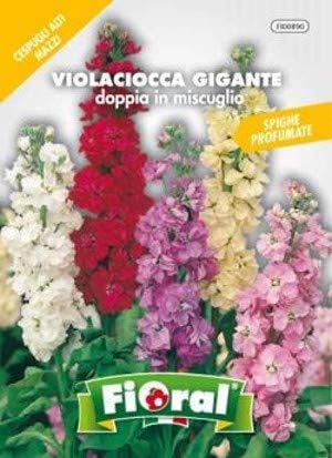 FIORAL VIOLACIOCCA GIGANTE MIX von L'ORTOLANO