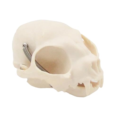 Katzenkopf-Skelettmodell für tierärztliche Bildung und Ausstellung anatomischer Knochen Felidae Knochen Kopf Skelett von LAIOUSN
