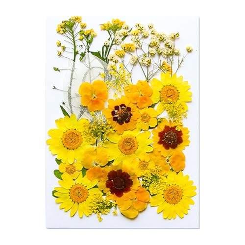Natürliche gepresste getrocknete Blumenblätter-Set für Schmuckherstellung, Kunstharz, Kunsthandwerk, Lesezeichen, Basteln, Scrapbooking, Scrapbooking-Zubehör Natürliche gepresste getrocknete Blumenblätter-Set für Schmuckherstellung, Kunstharz, Kunsthandwerk, Lesezeichen, Basteln, Scrapbooking, Scrapbooking-Zubehör von LAIOUSN