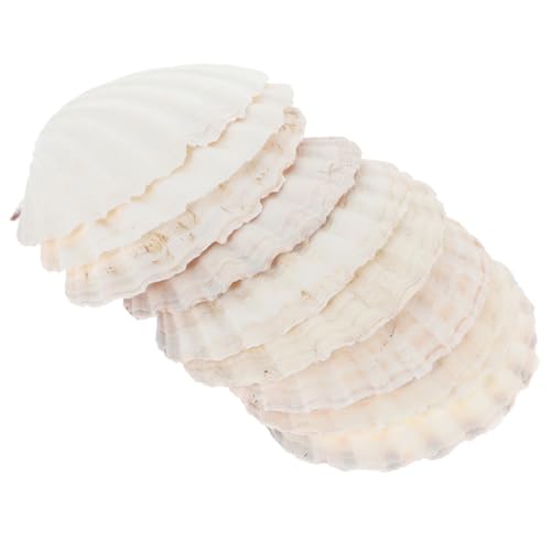 LALAFINA 10 Stück Muschelplatte Natürlichen Schalen Vielseitige Dekoration für Aquarien DIY Bastelprojekte und Servierplatten für Hochzeiten und Feiern von LALAFINA
