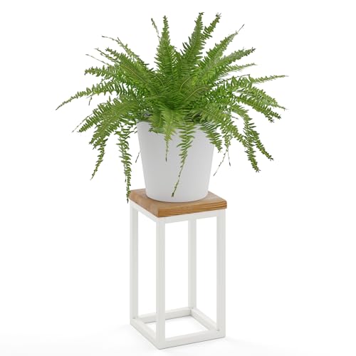 LAMO Manufaktur Blumenständer Weiss Metall | Pflanzenständer Holz mit Rustikal Farbe | Blumenhocker klein 30 cm für große Zimmerpflanzen | 100% Echtholz | Sockel für Skulpturen LAMO Manufaktur Blumenständer Weiss Metall | Pflanzenständer Holz mit Rustikal Farbe | Blumenhocker klein 30 cm für große Zimmerpflanzen | 100% Echtholz | Sockel für Skulpturen von LAMO