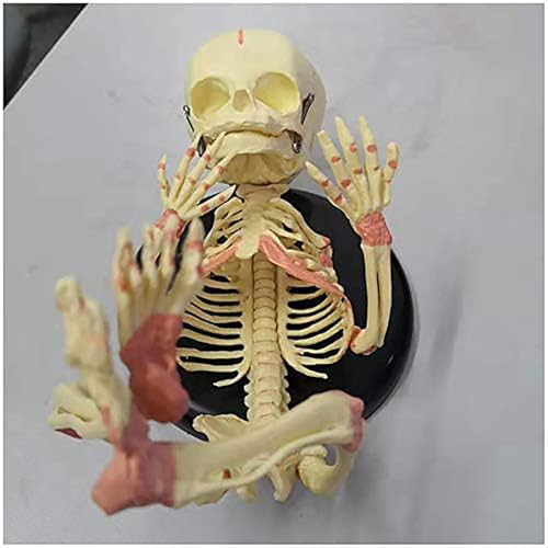 Baby-Skelett-Modell - Fetal Baby Skeleton Knochen-Modell - Medizin Anatomisches menschliche Baby-Säuglingskind-Skelett-Modell - für das Studium Anzeige Teaching Medical Modell Baby-Skelett-Modell - Fetal Baby Skeleton Knochen-Modell - Medizin Anatomisches menschliche Baby-Säuglingskind-Skelett-Modell - für das Studium Anzeige Teaching Medical Modell von LANCOURT