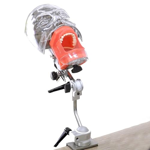Dental Simulator Manikin Phantomkopf, Zahnärztlicher Simulator mit Verpackungskarton, 360° drehbares Zahnmodell für Schulungszwecke, leicht zu transportieren Dental Simulator Manikin Phantomkopf, Zahnärztlicher Simulator mit Verpackungskarton, 360° drehbares Zahnmodell für Schulungszwecke, leicht zu transportieren von LANCOURT