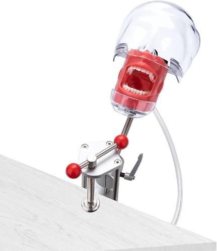 Dentales Phantomkopfmodell, 1:1-Pädagogisches Zahnzahnmodell aus Kunststoff mit Tischhalterung, 360° verstellbar, für realistische Simulationen in Praxis und Lehre Dentales Phantomkopfmodell, 1:1-Pädagogisches Zahnzahnmodell aus Kunststoff mit Tischhalterung, 360° verstellbar, für realistische Simulationen in Praxis und Lehre von LANCOURT