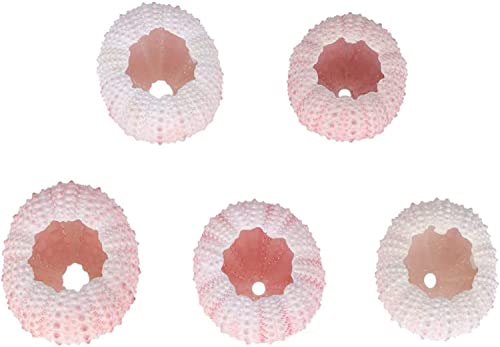 LATRAT 5 stücke natürliche seeigel Muscheln, Nautische Dekoration für Micro Landschaft Deko DIY Basteln Handwerk Projekte von LATRAT