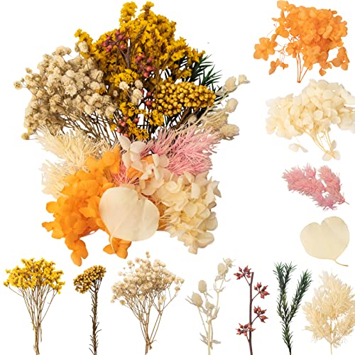 LAUMOE Trockenblumen, Getrocknete Blumen, Trockenblumen Zum Basteln Trockenblumen Klein Trockenblumen Set ​für Kunst DIY Harz Scrapbooking Handwerk Karten Machen (Stil 2) von LAUMOE