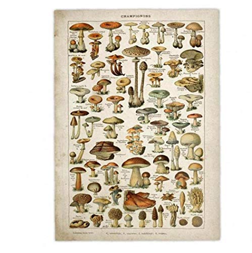 LAVALINK Kunst Retro Poster Gedruckt Pilz Pilz Recognition Referenzkarte Abbildung Botanik Bildung Wanddekoration LAVALINK Kunst Retro Poster Gedruckt Pilz Pilz Recognition Referenzkarte Abbildung Botanik Bildung Wanddekoration von Fcalvy