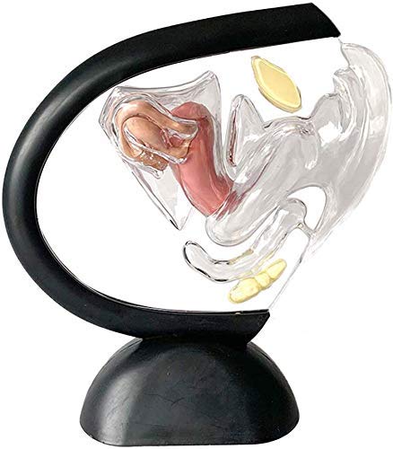 Abnehmbar Weibliche Gebärmutter Modell- Sichtbar Gebärmutter Struktur Anatomie Transparent Weiblich Fortpflanzungssystem Medizin Gynäkologie Lehren von LBYLYH