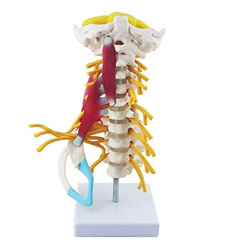 Anatomiemodell Menschliches Modell Der Halswirbelsäule Mit Muskeln Halswirbelarterien Wirbelsäulennerven Modell Anatomie Für Die Wissenschaft Unterrichtsstudie Display Lehre Anatomiemodell Menschliches Modell Der Halswirbelsäule Mit Muskeln Halswirbelarterien Wirbelsäulennerven Modell Anatomie Für Die Wissenschaft Unterrichtsstudie Display Lehre von LBYLYH