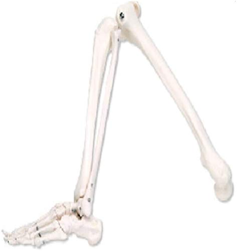 Anatomische Linkes Bein Menschliches Skelett Modell, eine natürliche Größe, Lehrmittel Zubehör von LBYLYH