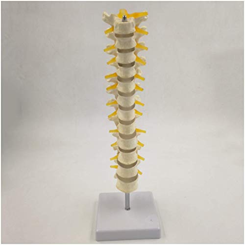 Brustmodell-Wirbel - medizinisches thorakisches Lehre-Rücken-Modell - Modell mit Thorax-Rückenmark und Nerven Thoraxic Medical Model Lehre Brustmodell-Wirbel - medizinisches thorakisches Lehre-Rücken-Modell - Modell mit Thorax-Rückenmark und Nerven Thoraxic Medical Model Lehre von LBYLYH