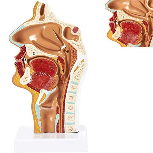 Human Anatomical Nasal Cavity Throat Anatomy Medizinisches Modell, Human Larynx- und Pharynx Disorders-für den Schulunterricht Display Lab Ornament. von LBYLYH