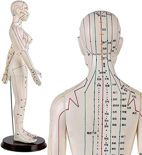 LBYLYH 60 cm Frauen-Akupunktur-Modell - Medical Modell Acupunctur - Human Akupunktur Modell - Chinese Herbalist Ärzte Akupunktur Körper Statuette LBYLYH 60 cm Frauen-Akupunktur-Modell - Medical Modell Acupunctur - Human Akupunktur Modell - Chinese Herbalist Ärzte Akupunktur Körper Statuette von LBYLYH