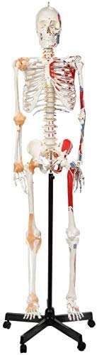 LBYLYH 85 cm Anatomie Skelett - mit Muskeln gemalte Details wie Modell des Lernens oder Unterrichtsmaterialien Mini Skeleton von LBYLYH