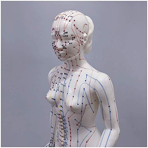 LBYLYH Akupunktur Modell - Weibliche Akupunktur Modell des menschlichen Körpers mit Meridian-Punkte - 48cm Menschen Meridian Modell Akupunkt - für Meridian Massage Unterricht von LBYLYH