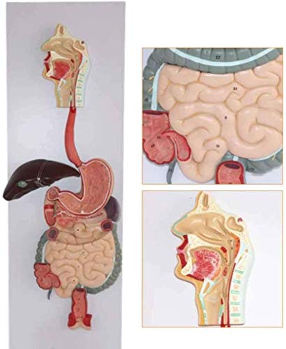 LBYLYH Anatomische Verdauungssystem Aus Menschlichem Leber Modell Modell Von Magen-Modell Von Dickdarm-Verdauungssystem-Anatomisches LBYLYH Anatomische Verdauungssystem Aus Menschlichem Leber Modell Modell Von Magen-Modell Von Dickdarm-Verdauungssystem-Anatomisches von LBYLYH
