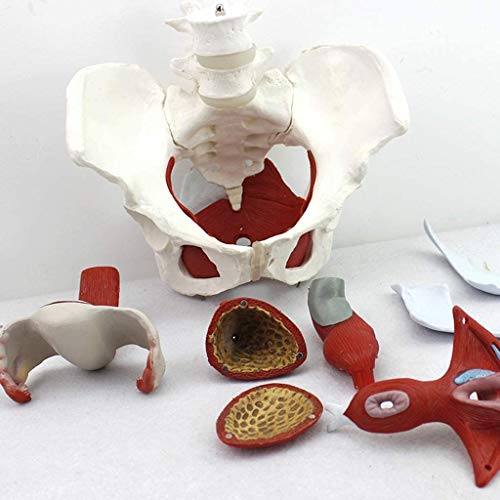 LBYLYH Anatomische Weibliches Pelvis-Modell Gynäkologie Ausbildung Doktor Geschenk Pubis Und Herausnehmbaren Organen Beckenbodenmuskulatur Anatomische von LBYLYH