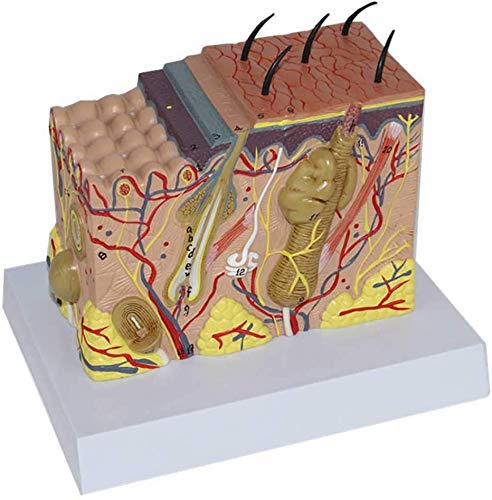 LBYLYH Anatomisches Hautmodell - Aufbau von Haut und Haar 35x Zoom, Unterricht Modell von LBYLYH