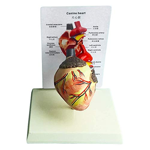 LBYLYH Anatomisches Hunde-Herz-Modell - Canidée Herz Anatomisches Modell - 2 Anatomie-Modelle Herzparty Medical, 18x14x24cm LBYLYH Anatomisches Hunde-Herz-Modell - Canidée Herz Anatomisches Modell - 2 Anatomie-Modelle Herzparty Medical, 18x14x24cm von LBYLYH