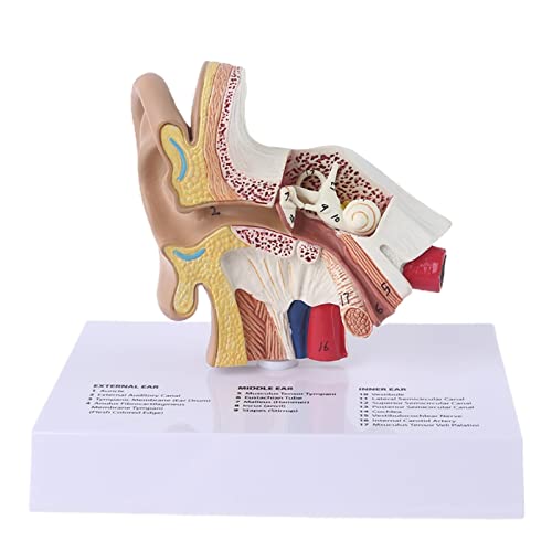LBYLYH Anatomisches Modell Der Menschlichen Ohrstruktur Gehörsystem des Außenohrs Cochlea-Lehrmodell Für Menschliches Gehör Studie Über Wissenschaftliche Anatomie-Unterrichtsmaterialien LBYLYH Anatomisches Modell Der Menschlichen Ohrstruktur Gehörsystem des Außenohrs Cochlea-Lehrmodell Für Menschliches Gehör Studie Über Wissenschaftliche Anatomie-Unterrichtsmaterialien von LBYLYH