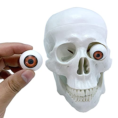 LBYLYH Anatomisches Modell Menschlicher Schädel mit Augen, Modell Skeleton Human Anatomy Kopf Erwachsene Größe Natur, 4 Teile, Schädelkappe, beinhaltet EIN volles Zähnespiel LBYLYH Anatomisches Modell Menschlicher Schädel mit Augen, Modell Skeleton Human Anatomy Kopf Erwachsene Größe Natur, 4 Teile, Schädelkappe, beinhaltet EIN volles Zähnespiel von LBYLYH