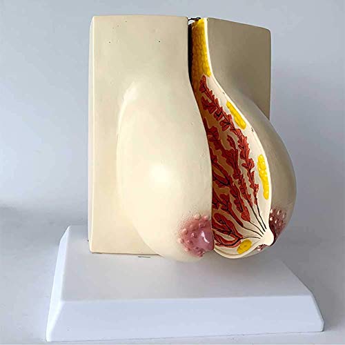 LBYLYH Anatomisches Modell der Brust in der Schwangerschaft Anatomisches Modell Brust Während der Laktation, Modell Trainingshilfen für die Ausbildung LBYLYH Anatomisches Modell der Brust in der Schwangerschaft Anatomisches Modell Brust Während der Laktation, Modell Trainingshilfen für die Ausbildung von LBYLYH
