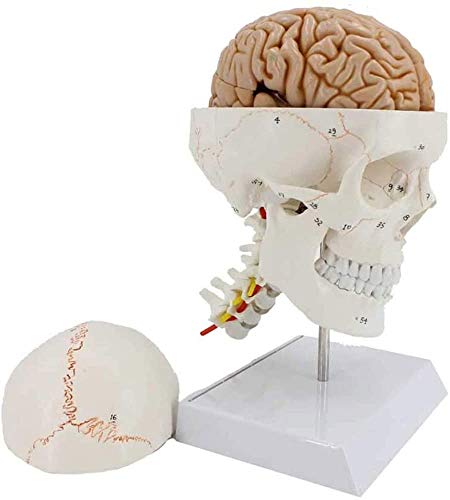 LBYLYH Anatomisches Schädel Modell Mit Gehirn Und Halswirbel - Für Medizinische Bildungs, Menschlicher Schädel Modell 1: 1 Knochennaht Schädel Mit Modell von LBYLYH