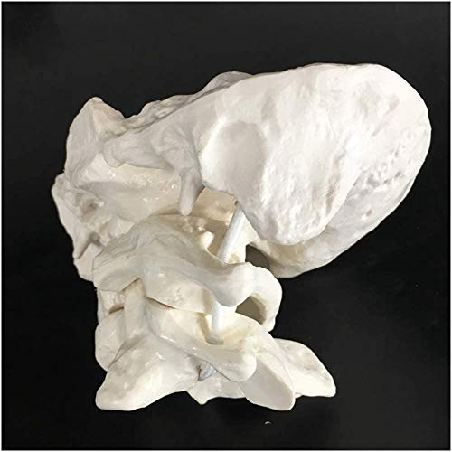 LBYLYH Atlas und Axis mit Hinterhauptsbein Modell - Human Hinterhauptsbein Modell - PVC-Material Halswirbel für Medizinische Ausbildung LBYLYH Atlas und Axis mit Hinterhauptsbein Modell - Human Hinterhauptsbein Modell - PVC-Material Halswirbel für Medizinische Ausbildung von LBYLYH
