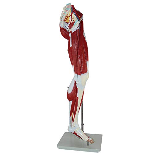 LBYLYH Beinschablone, muskulöse Anatomie Modell 12 Abnehmbare Beinmuskeln, Muskelmodell Details Muskeln, Arterien und Adern für Ärzte, Athlet, Physiotherapeut LBYLYH Beinschablone, muskulöse Anatomie Modell 12 Abnehmbare Beinmuskeln, Muskelmodell Details Muskeln, Arterien und Adern für Ärzte, Athlet, Physiotherapeut von LBYLYH