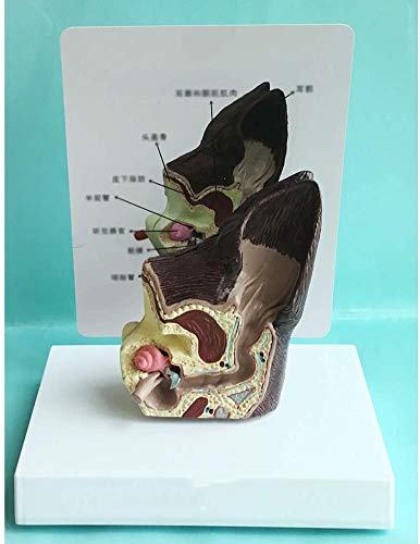 LBYLYH Das Ohr des Hundes Anatomie Modell, Normal Ohrgesundheit und Tierpathologie Infizierte Familie Modell enseignement18 * 15 * 15 cm, Natur,Natürlich LBYLYH Das Ohr des Hundes Anatomie Modell, Normal Ohrgesundheit und Tierpathologie Infizierte Familie Modell enseignement18 * 15 * 15 cm, Natur,Natürlich von LBYLYH