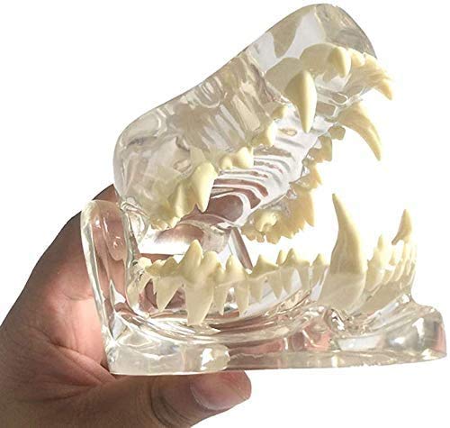 LBYLYH Dental Zähne Modell Zähne Tierpathologie Medizinische Canin Hundezahnkiefermodell Canino Oral Pathology Für Veterinary Research von LBYLYH