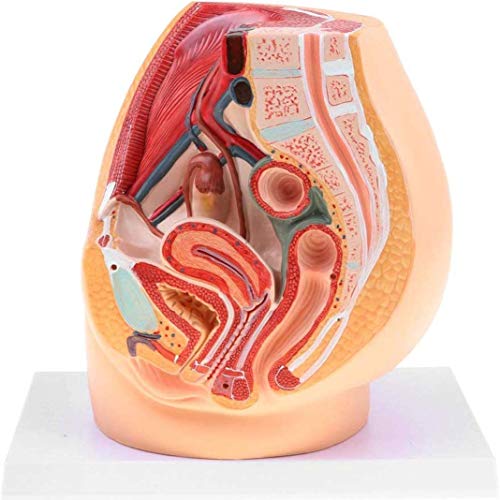 LBYLYH Die weibliche Fortpflanzungsorgane Anatomie, weibliches Urin Gebärmutter Becken Sagittalschnitt Modell, 1: 1female Becken- und Bauchhöhle Bildung LBYLYH Die weibliche Fortpflanzungsorgane Anatomie, weibliches Urin Gebärmutter Becken Sagittalschnitt Modell, 1: 1female Becken- und Bauchhöhle Bildung von LBYLYH