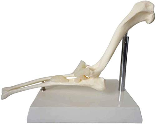 LBYLYH Dog Skeleton Model, Dog Canine Elbow Joint Model, Veterinary Studies Teaching Medical Display Model LBYLYH Dog Skeleton Model, Dog Canine Elbow Joint Model, Veterinary Studies Teaching Medical Display Model von LBYLYH